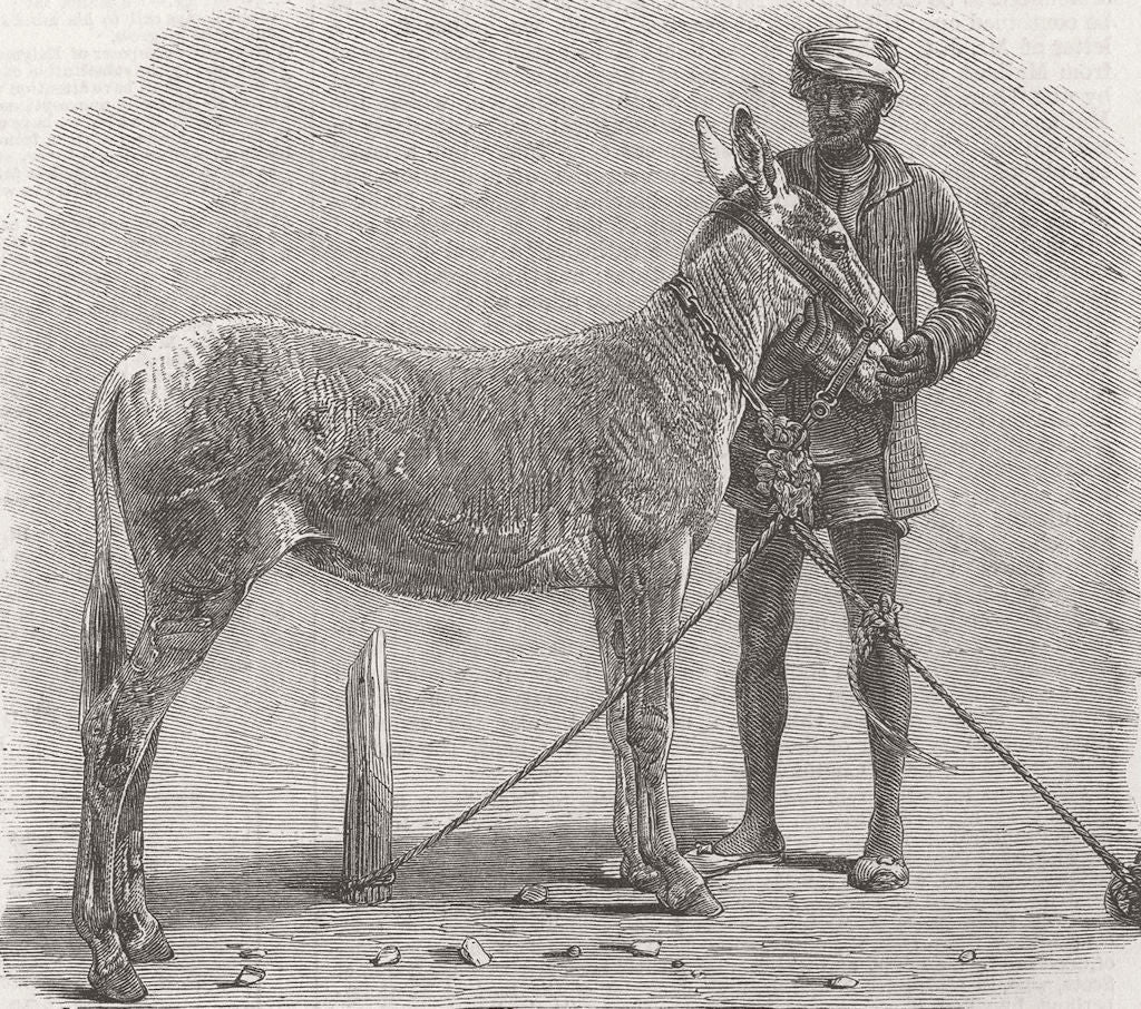 INDIA. Farm show, Roorkee, NW provinces. ass 1855 old antique print picture